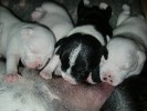 13 Days Old